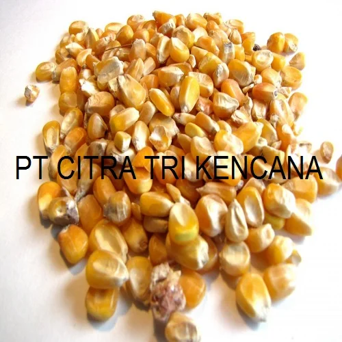 18 % HIGH PROTEIN ALFALFA CORN MAIZE STARCH NON GLUTINOUS ANIMAL FEED COW, PIG, SHEEP, GOAT IN Visakhapatnam INDIA