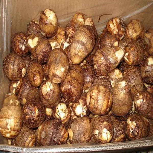 
Good quality of fresh taro from Australia taro fresh with cheap price 