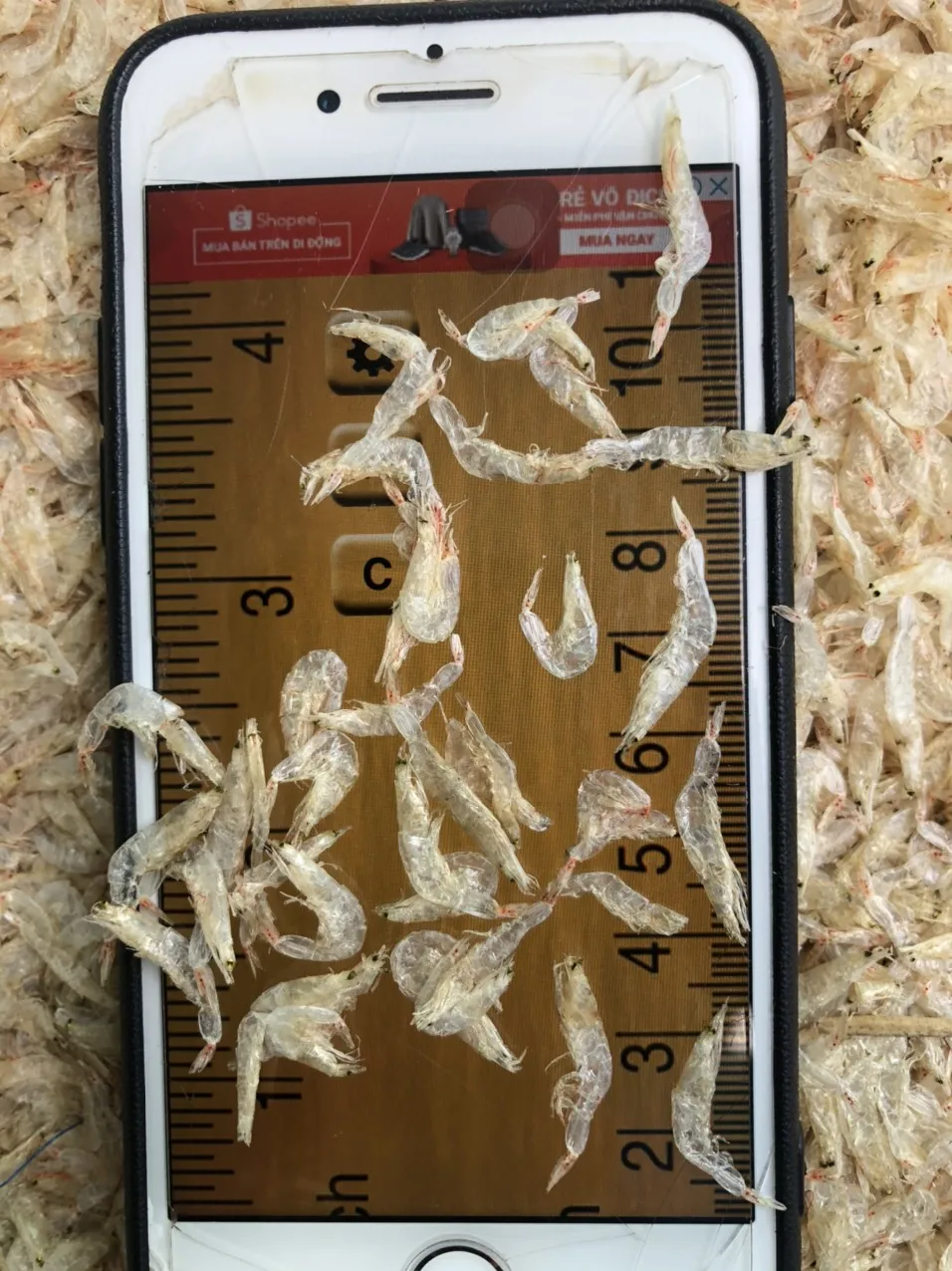 Competitive price dried baby shrimp/small  shrimp high quality/ Ms. Esther