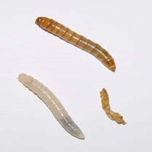 BULK IN STORE WORM MEAL