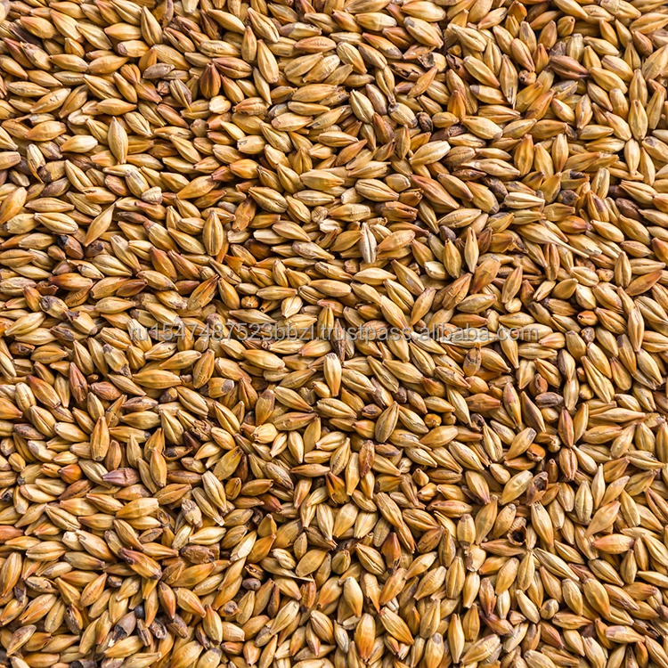 Top quality barley groats organic non-gmo shipped in 25kg bags, wholesale prices, barley groats hot sale