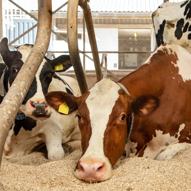 
Wood Sawdust from Agriculture Waste for Animal Bedding 