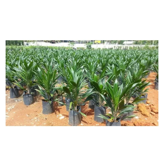 Makhdoom dates Tissue Culture Date Seedling Agri-Horti