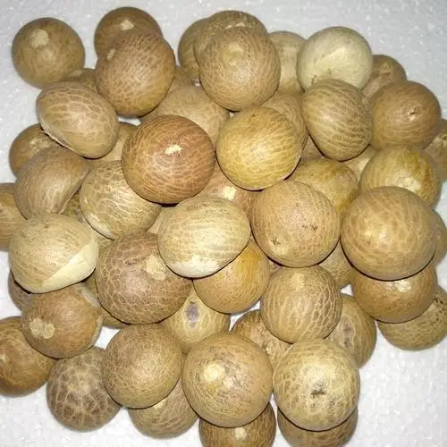 Cheap Premium Whole Betel Nuts from Verified Vendors in Bulk