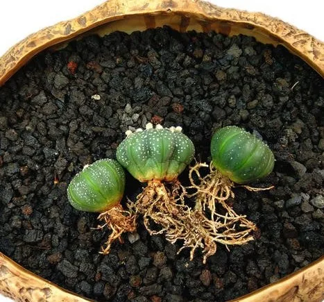 High quality Astrophytum seeds of cactus seeds