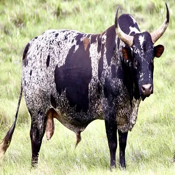 nguni