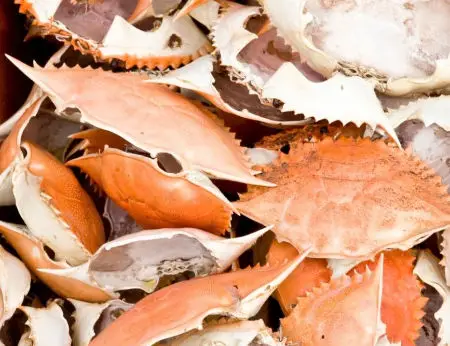 crab shell meal 1.jpg