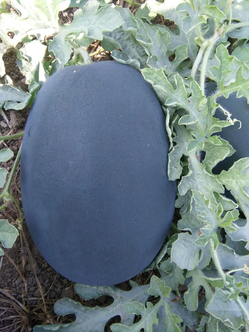 
Manufacturer of APEXX Hybrid watermelon seeds on wholesale price 