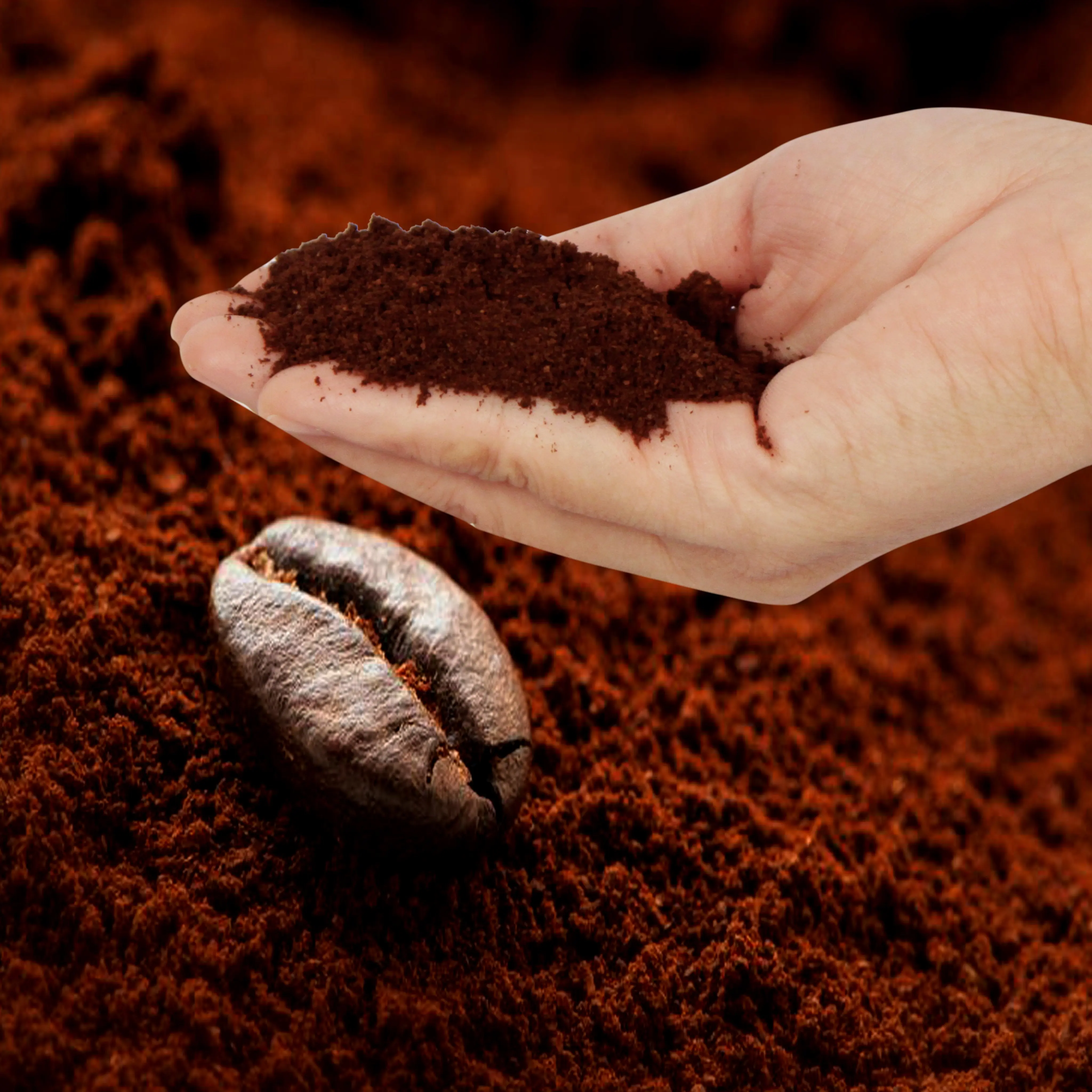 
Coffee Premium Kopi Luwak Coffee Powder From High Quality Coffee Beans From Central Highland Region In Vietnam 