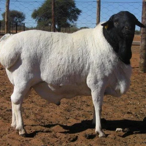 Somali sheep,cow,camel,sheep,goat,ox,bull