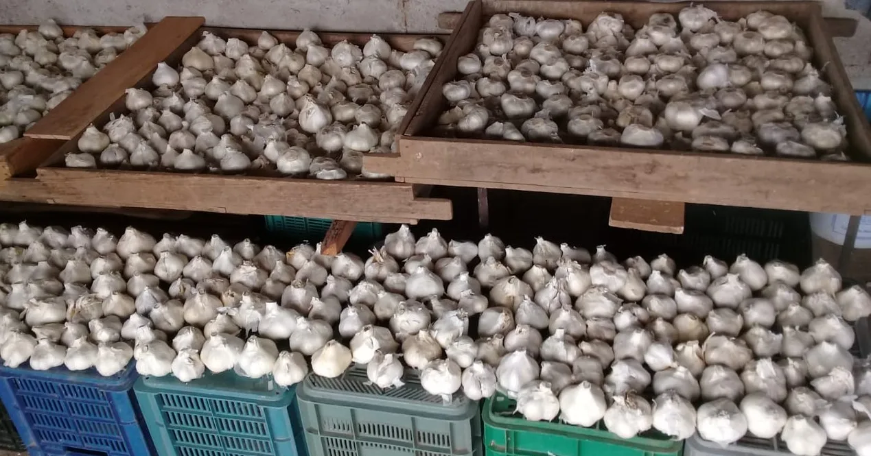 Elephant Garlic /2021 HARVEST / Fresh Garlic / Pure White Garlic /