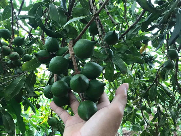  Органические сушеные орехи макадамии ракушки треснутые в пакете на молнии из Вьетнама