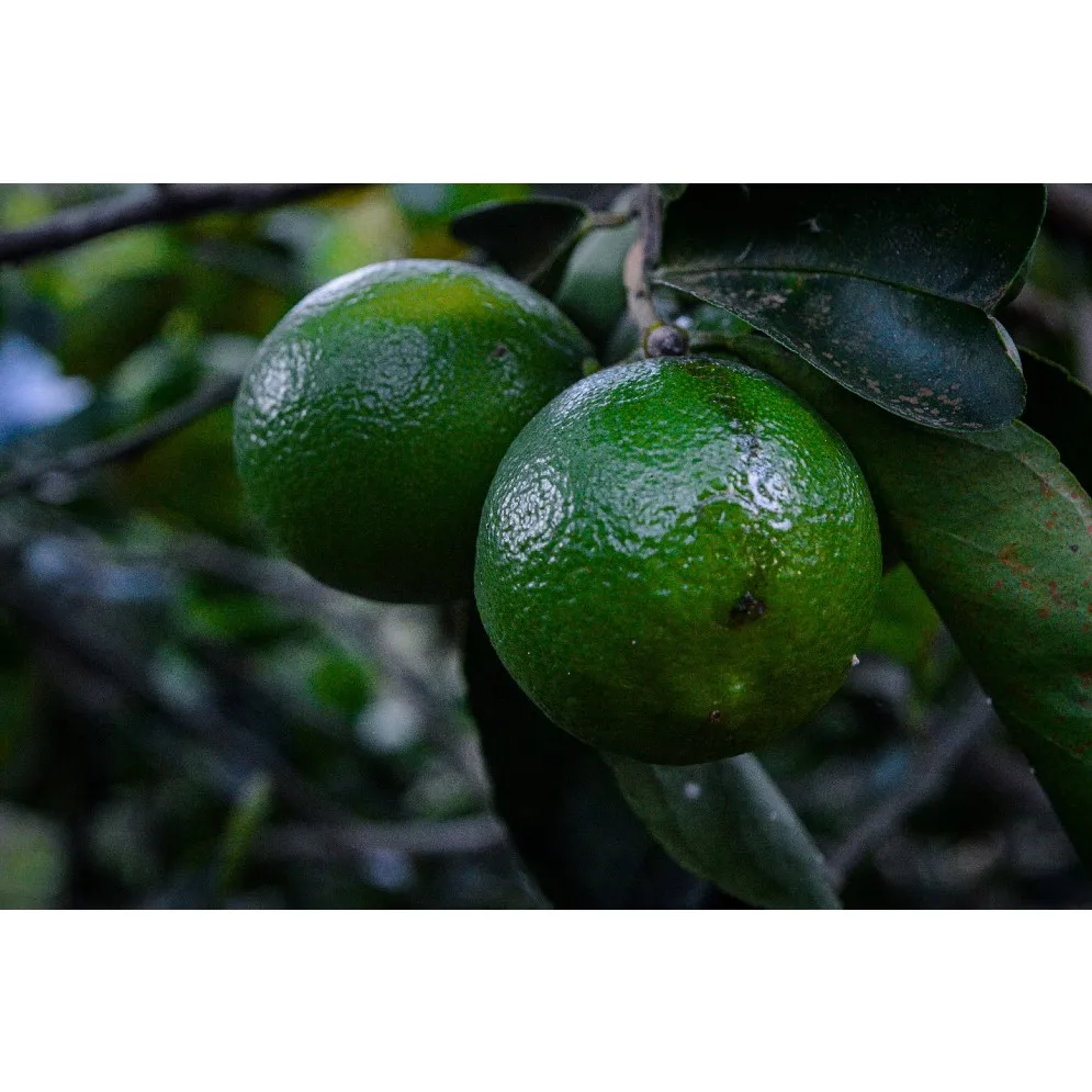 10kg Fresh 100% Maturity Green skin Good Quality 5 cm Size 12 Months Shell Life Natural Taste Lime Seedless