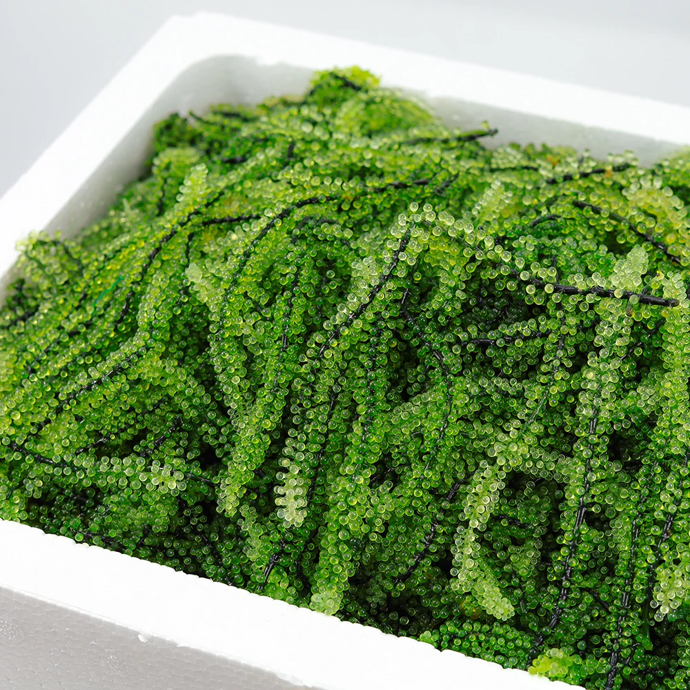 SEAGRAPES // зеленые водоросли морской виноград зеленая Икра из Вьетнама. Г-жа лавита перен +