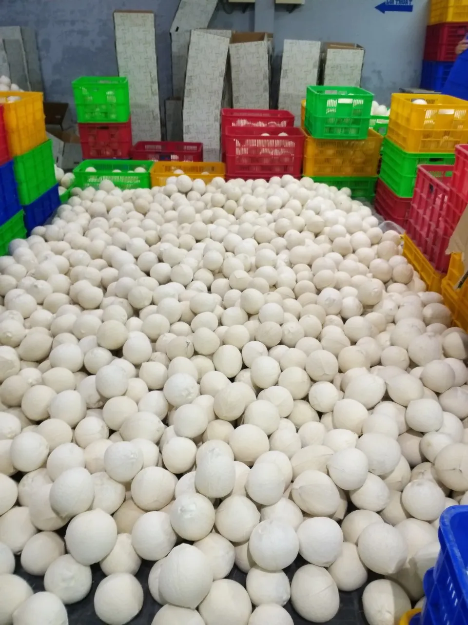 Fresh Coconut Diamond Cut Coconut No Husk Made In Vietnam High Quality 100% Natural Sweet Fresh