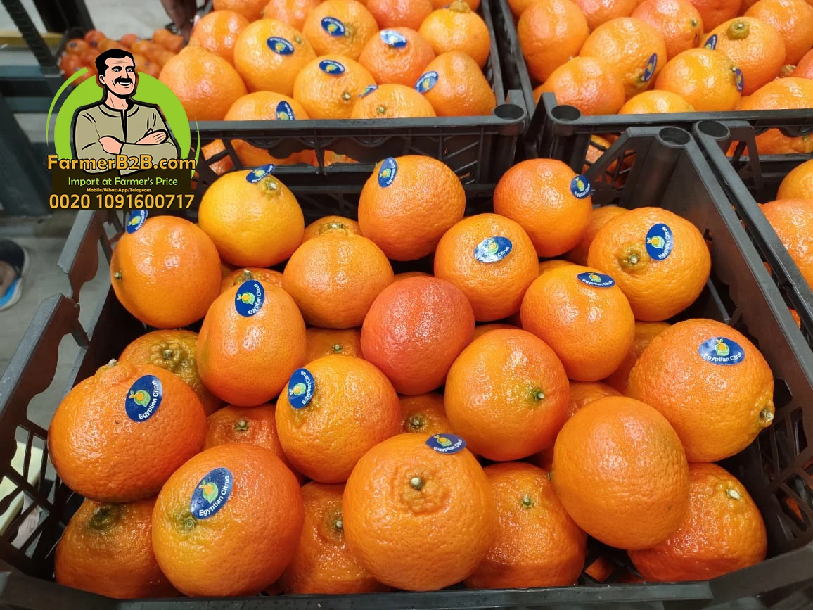 Top Quality Egyptian mandarin oranges (special price) for whole sale