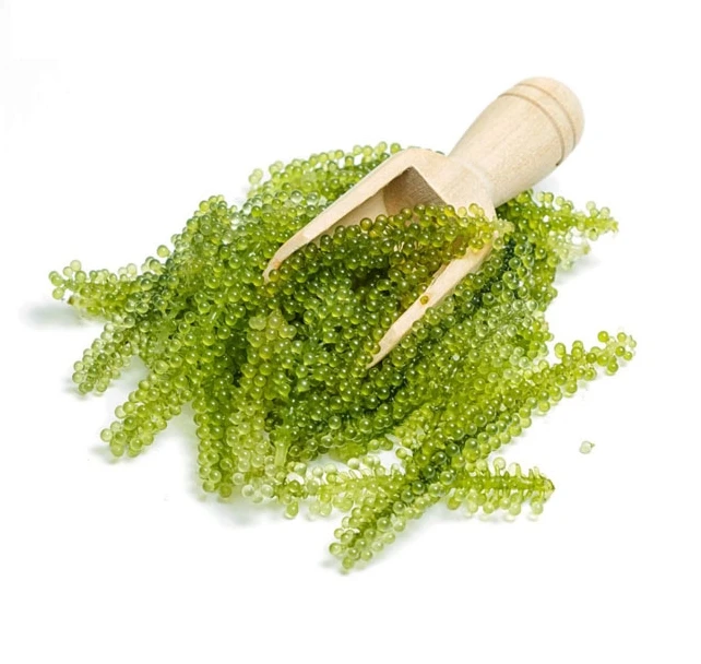 
100% Fresh Organic Sea Grapes Wholesale 