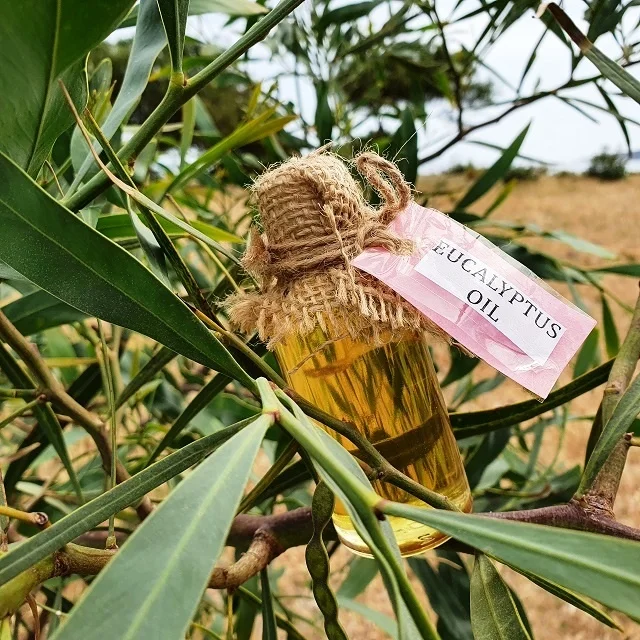 
Eucalyptus Oil - Eucalyptus globulus - pure essential oil 
