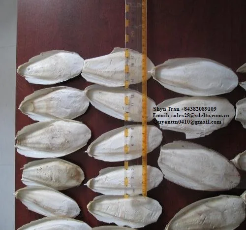 Wholesale Supplier CUTTLEFISH BONE/CUTTLEBONE from Viet Nam//Shyn Tran +84382089109