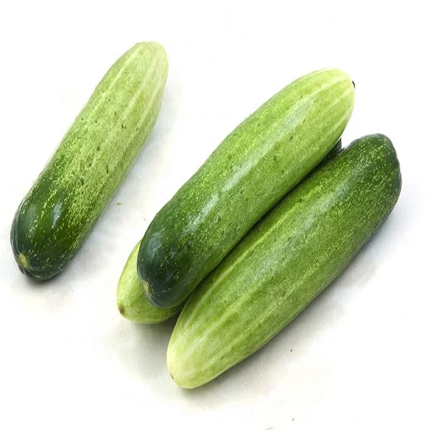 2021 High Quality Fresh Cucumber