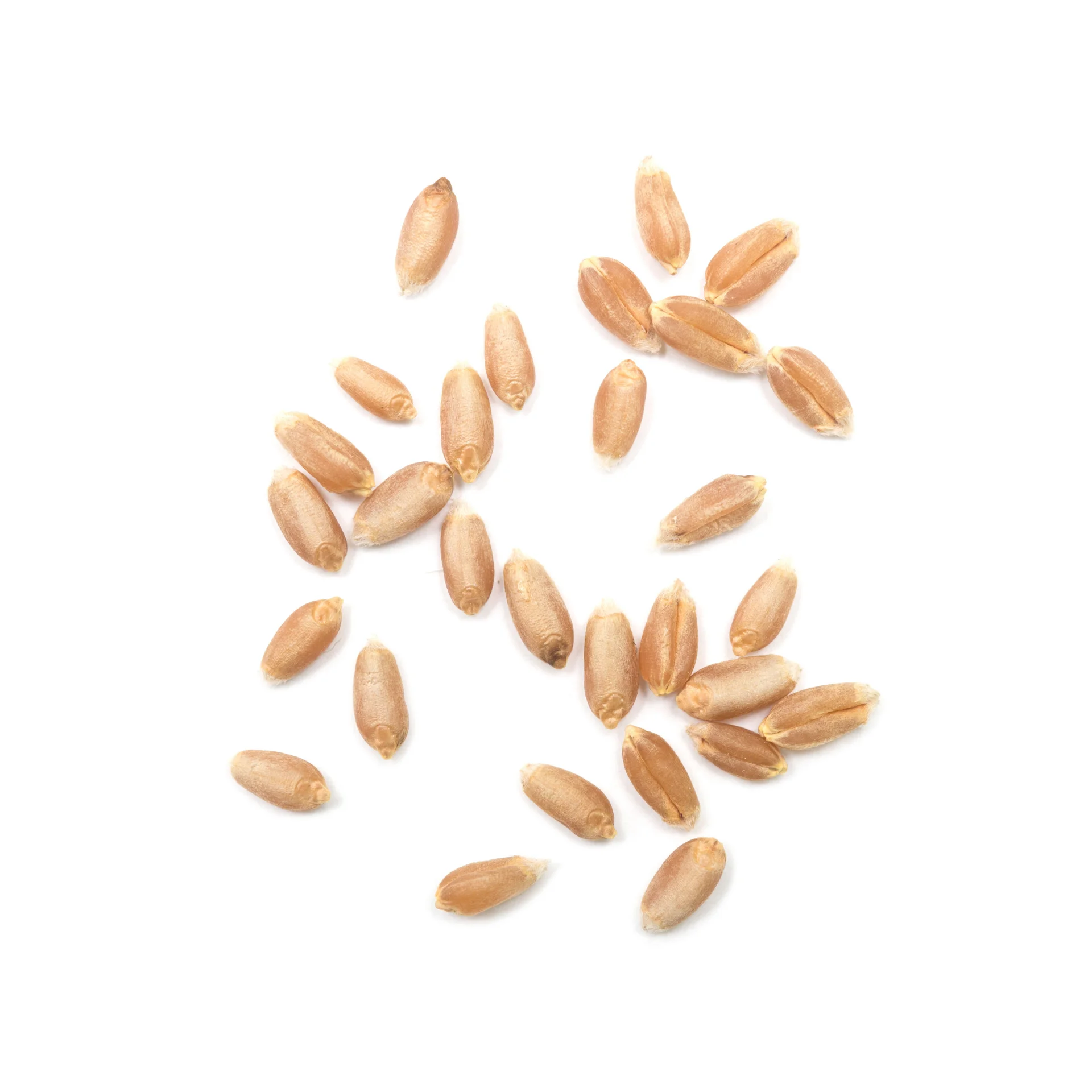 Wheat- VL 804- High quality wheat