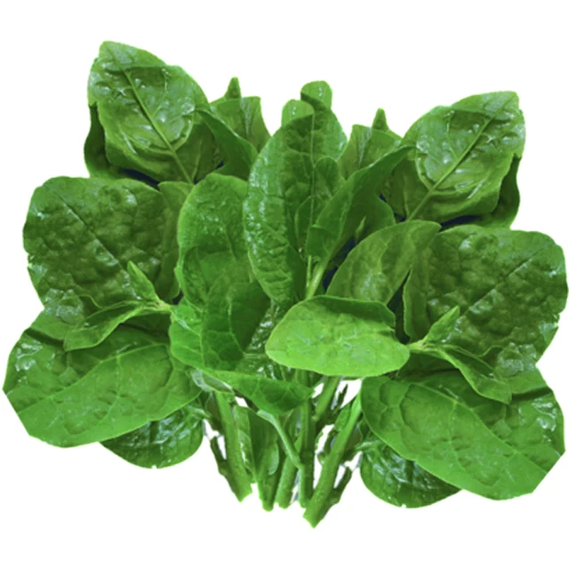 Fresh Malabar Spinach / Fresh vegetable from Vietnam / Fast delivery and carefully packaged