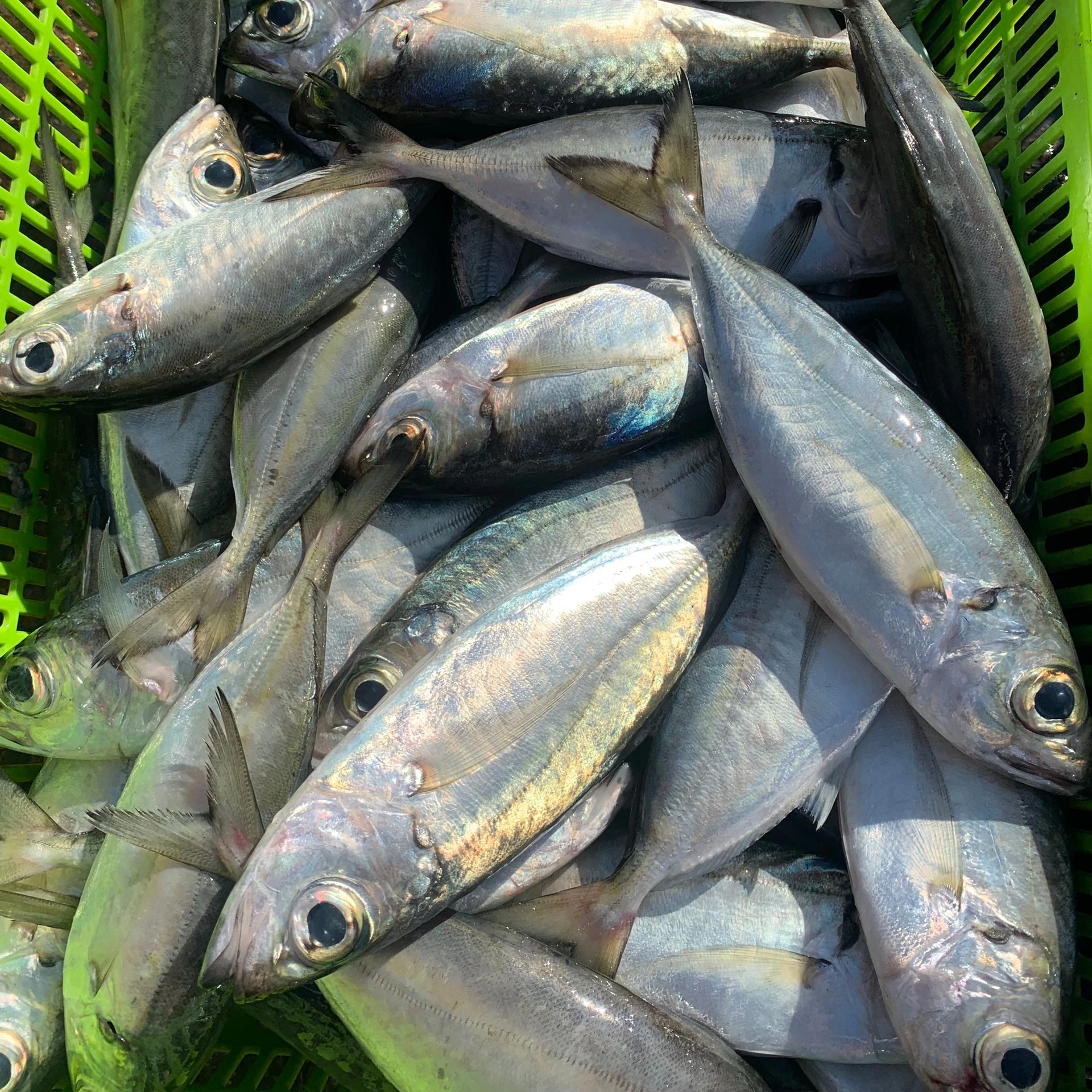 GOOD PRICE FROZEN SHORT BODY MACKEREL AVAILABLE