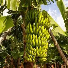 Top Grade Fresh Bananas For Competitive Sale Price