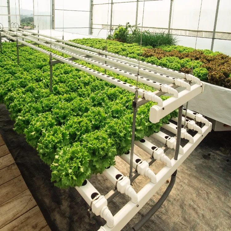 
Efficient Polycarbonate Greenhouse with Hydroponic NFT Growing System for Lettuce and Multicrops 