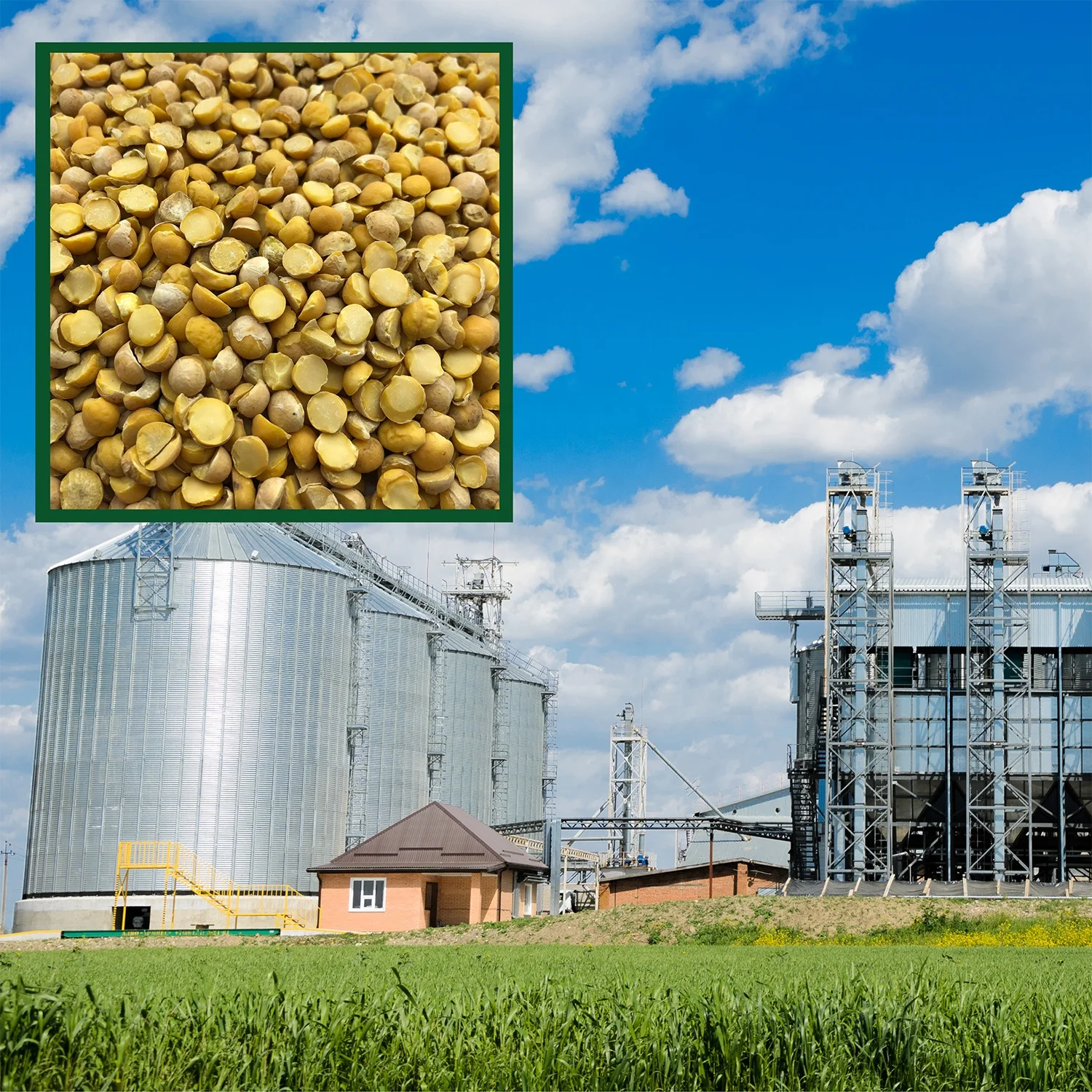 
Quality split chickpeas 25/35 kg bags or in bulk, product of Russia 