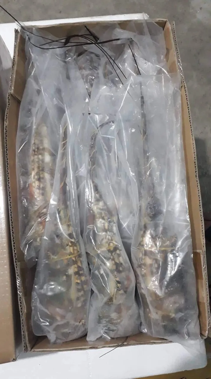 Vietnam Lobster Frozen High Quality/ Holiday 84 845 639 639