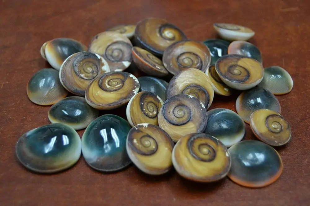 Cheap direct sale Murex operculum shell seafood dried seafood shellfish products seafood food