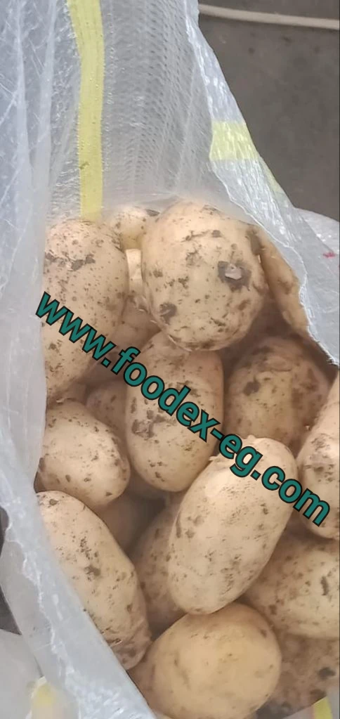 Сезон свежего картофеля 2022 для экспорта в Словению