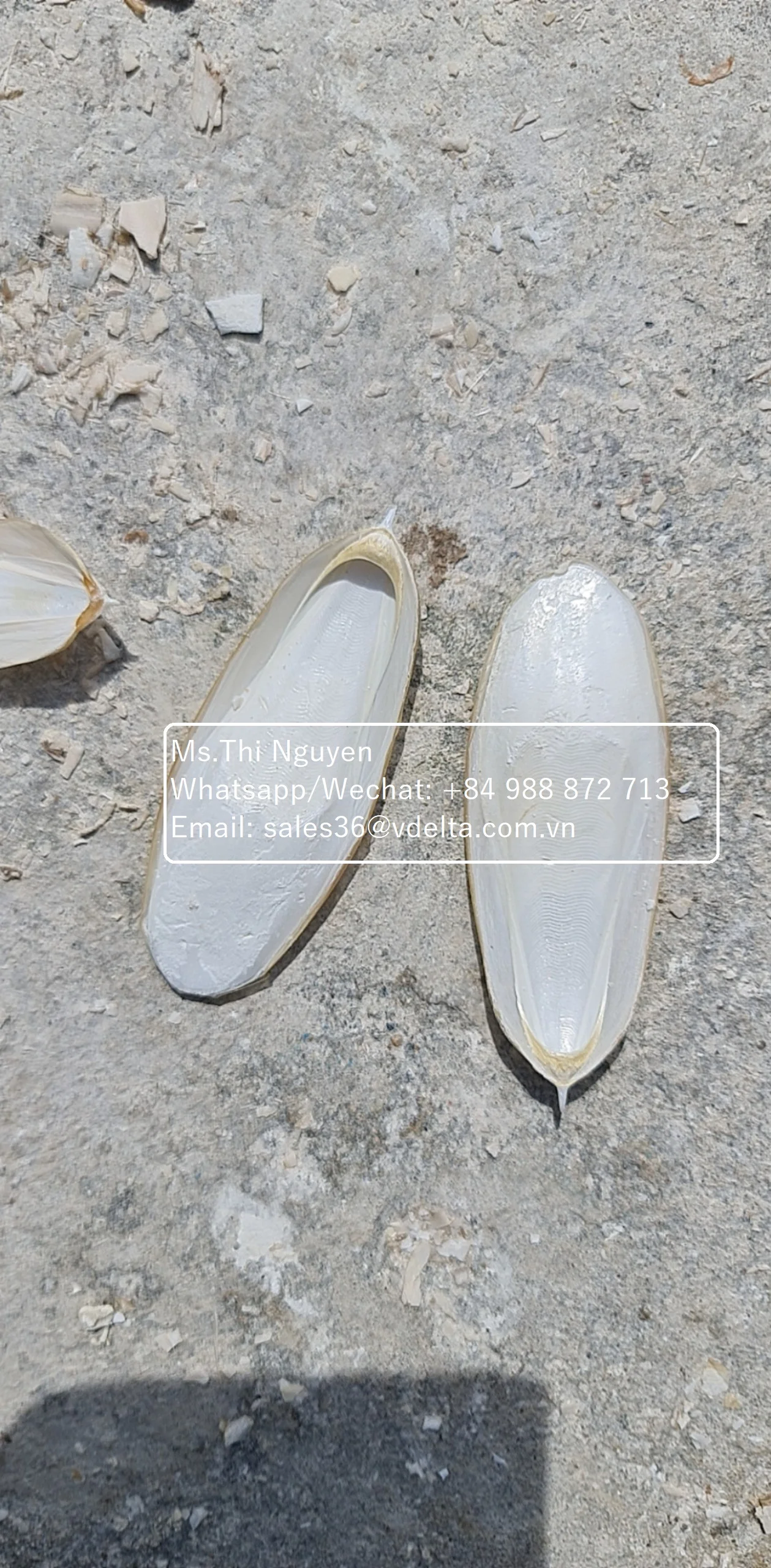 Оптовая продажа костей для морской Слепки птиц и корма животных/Ms.Thi Нгуен + 84 988 872 713