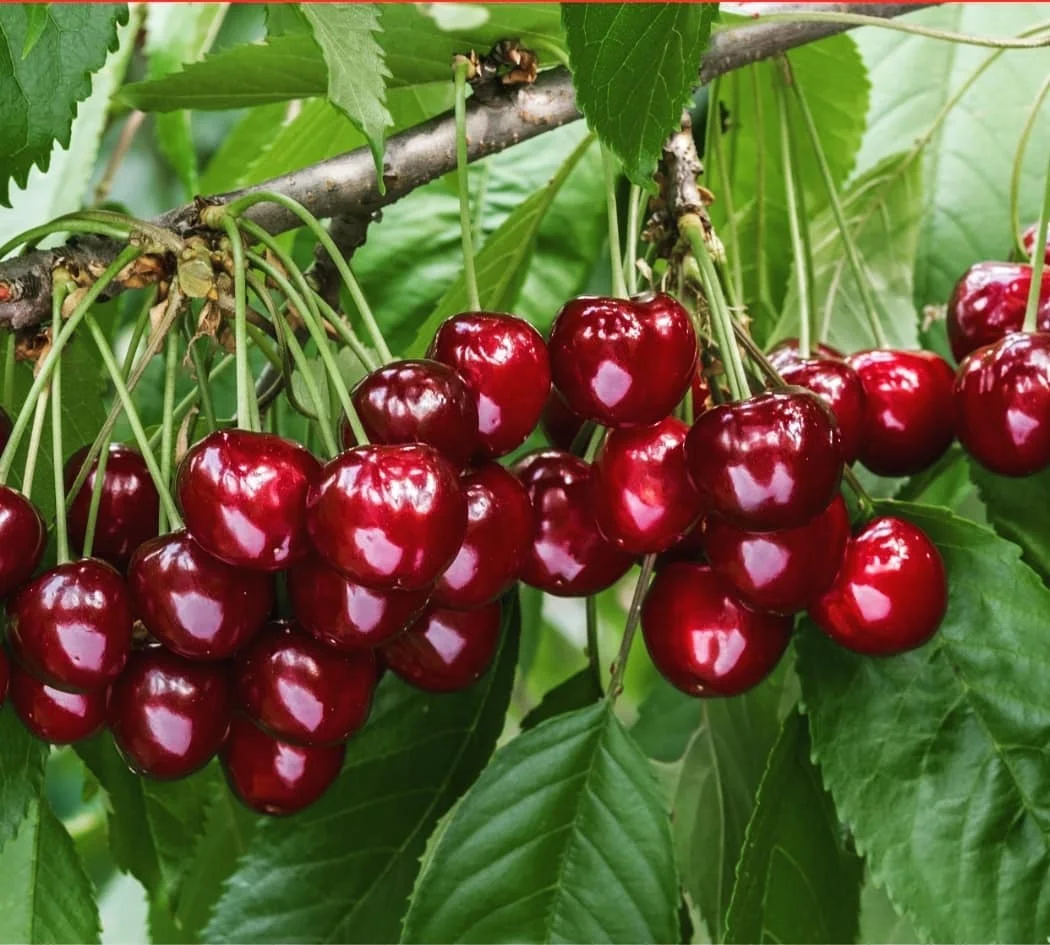 Fresh Cherries4.jpg