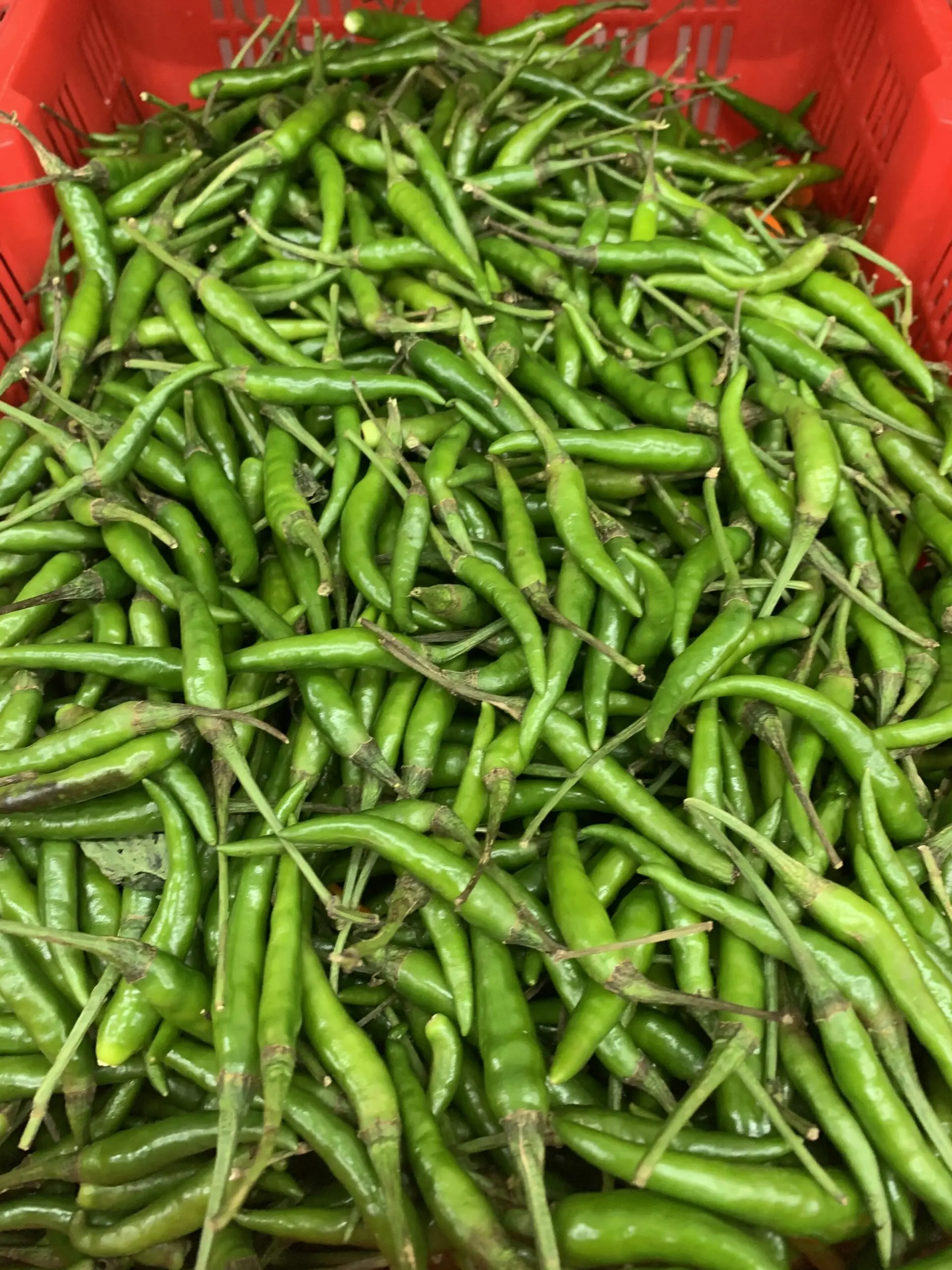 Fresh Green Chilli Wholesale Top Grade Fresh Green Chili Exporters Fresh Green chilli Seller From India .