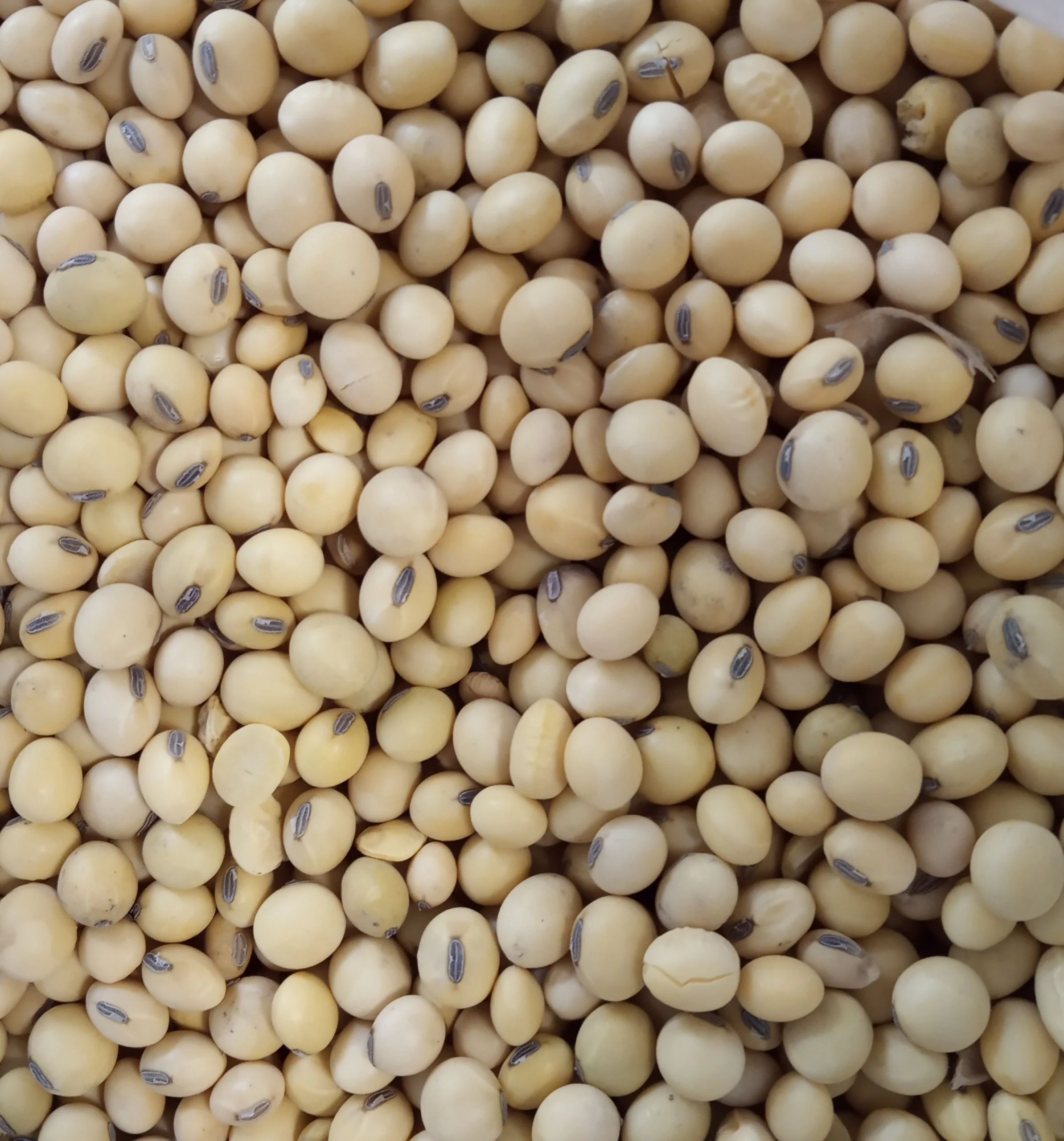 Excellent NON GMO Soybean from Argentina