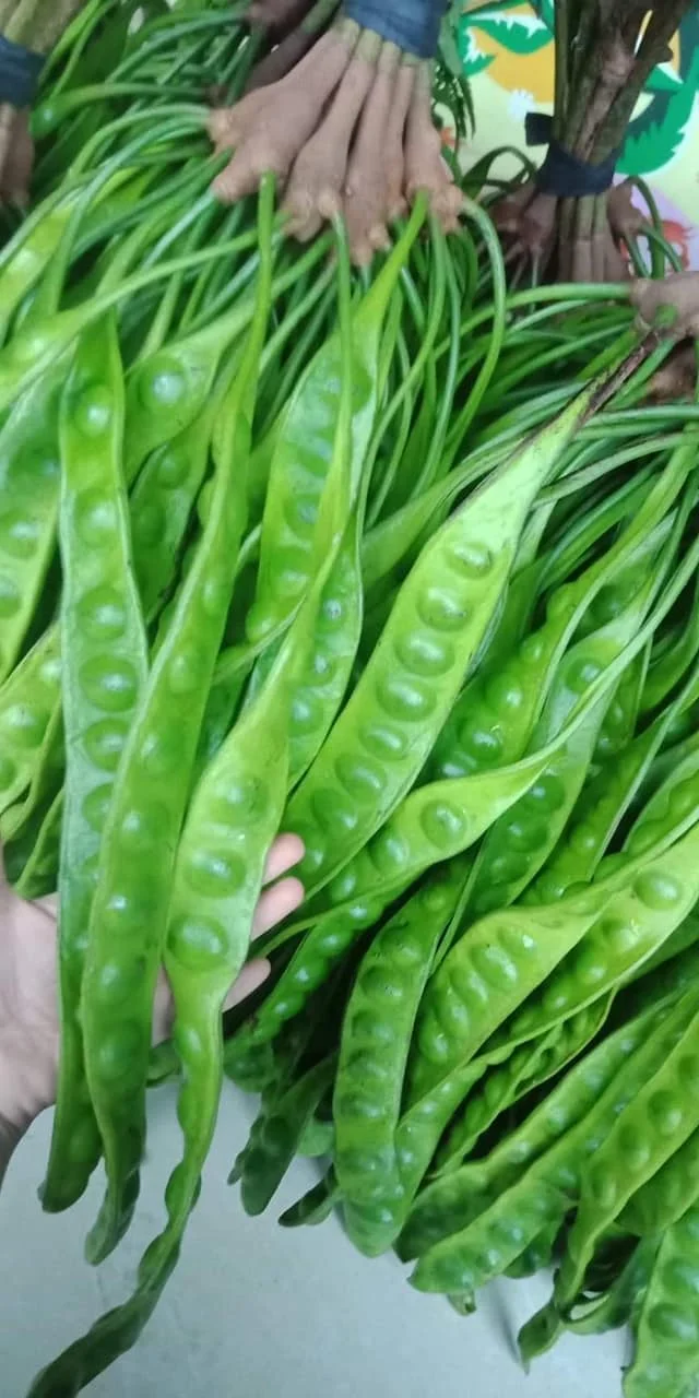 Fresh Vegetables from Southern of Thailand Best Quality Good for Health PeTai