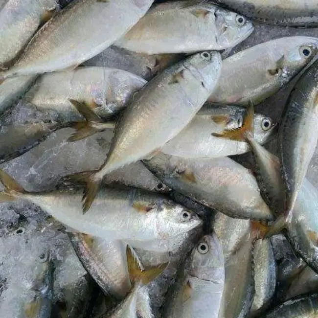  Замороженная индийская скумбрия. Происхождение