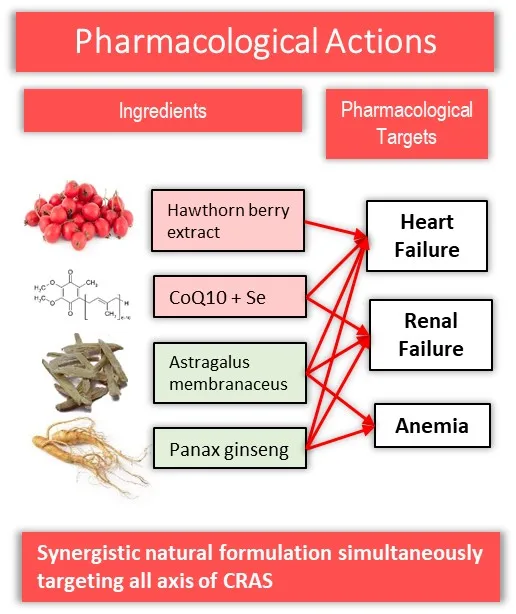 Безопасная без побочных эффектов безопасная натуральная долгосрочная кардио-защита травяная формула для слабого сердца в капсулах кардио хпс