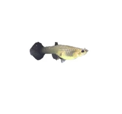 METAL BLACK TAIL GUPPY FISH - Multicolor Thailand Guppy Fish Premium Quality Ornamental Aquariums