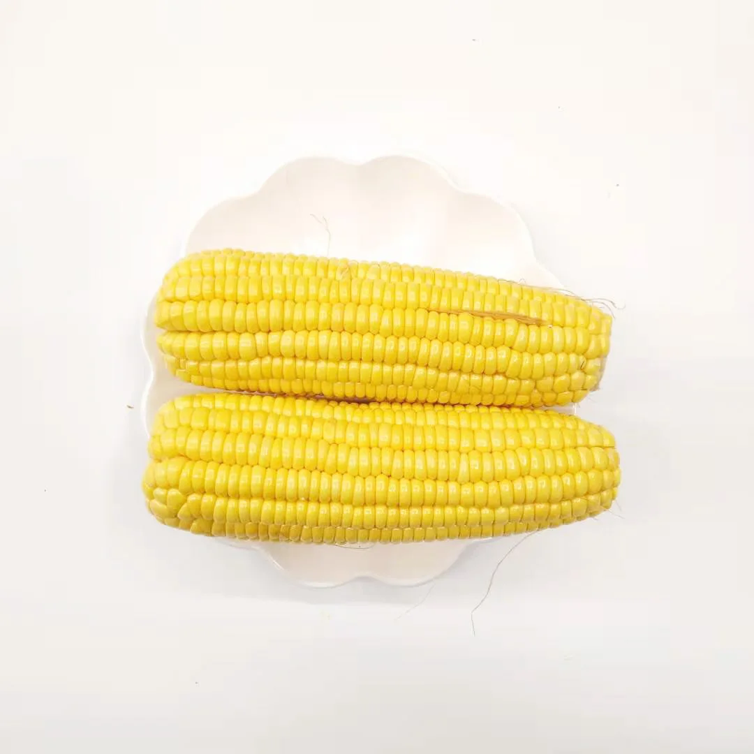 White Corn & Yellow Corn Maize For Sale
