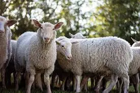 
Best Price Sheep for sale 