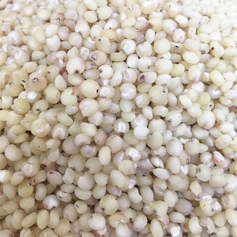 Whole natural high quality grain sorghum import