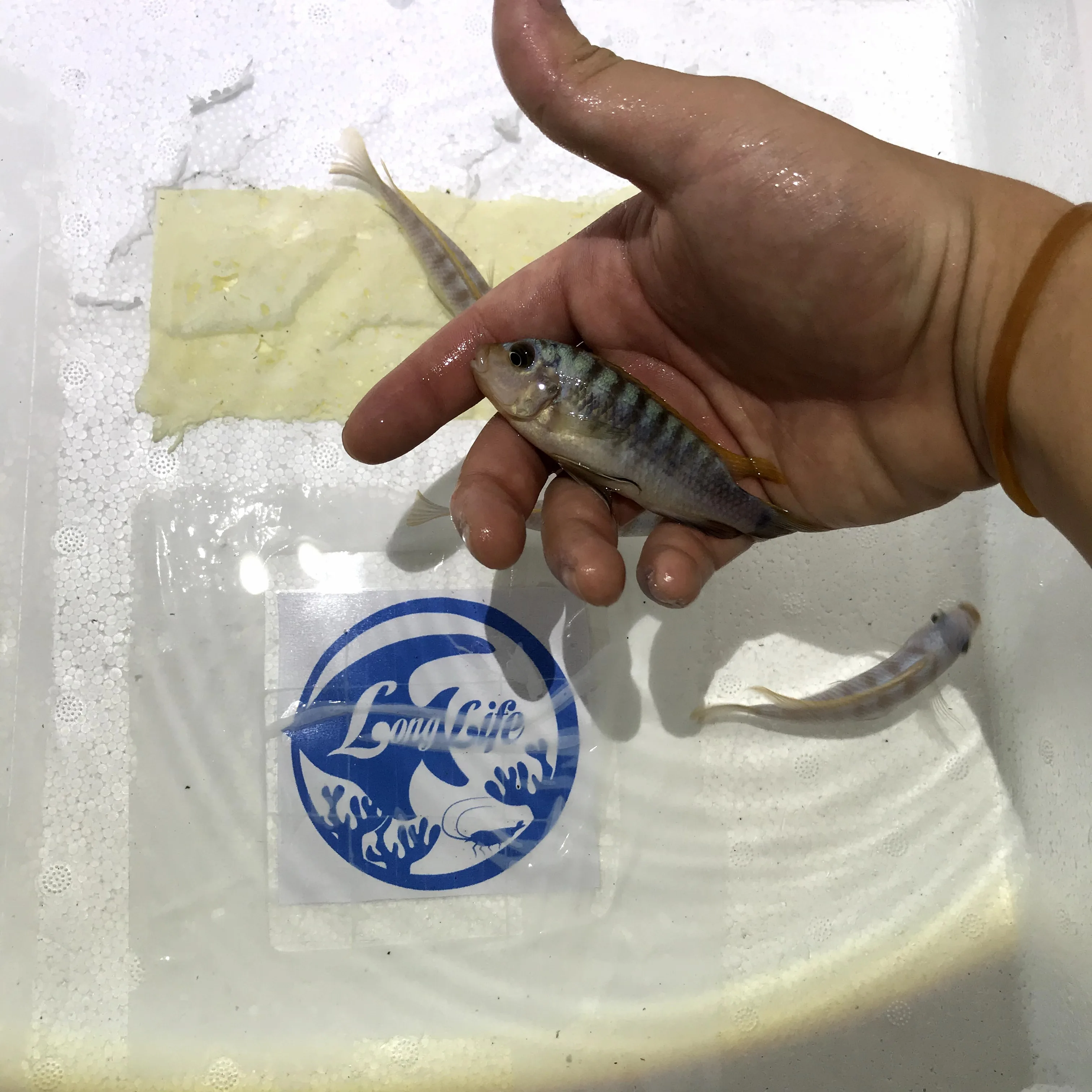 
Farm bred Pseudotropheus sp.