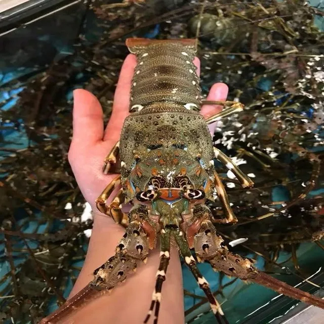 
WHOLE SALE LIVE CRAYFISH - SPINY LOBSTER WHOLE ROUND 