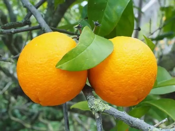 Natural Fresh Orange | Egyptian Origin | High Quality and Wholesale Price