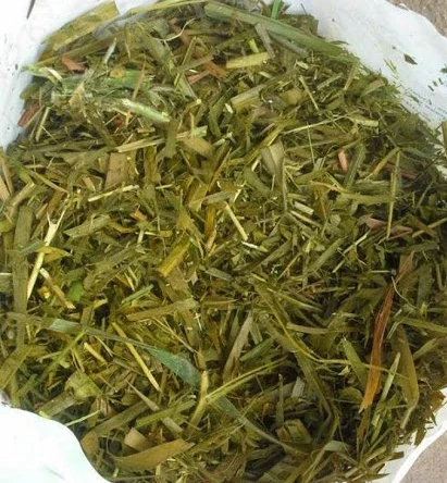 Кукуруза используется в качестве пищи для животных/силаж кукурузы по дешевой цене из