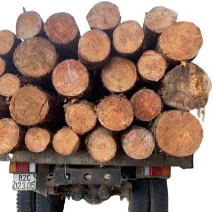 Western Red Cedar Wood Logs and Timber Logs for Sale Wood
