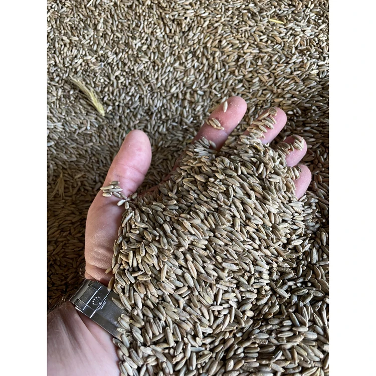 100% натуральное зерно пшеницы органического качества для продажи сельскохозяйственное производство